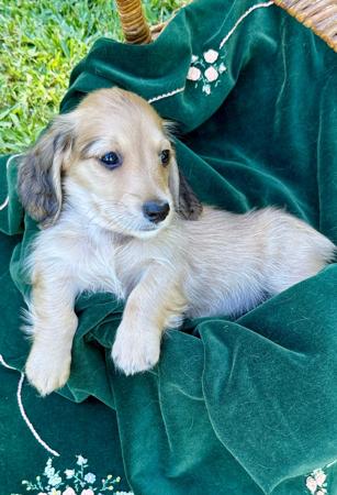 Dachshund (Miniature Long Haired) for sale by ADORABLEDACS