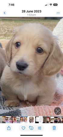 Dachshund (Miniature Long Haired) for sale by ADORABLEDACS