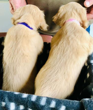 Dachshund (Miniature Long Haired) puppy for sale by ADORABLEDACS