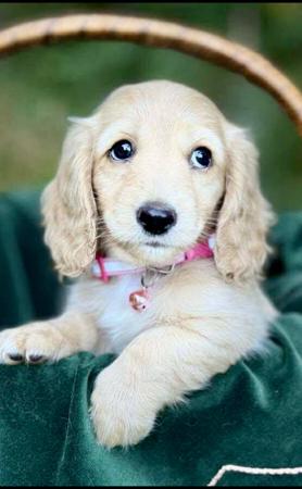 Dachshund (Miniature Long Haired) puppy for sale by ADORABLEDACS