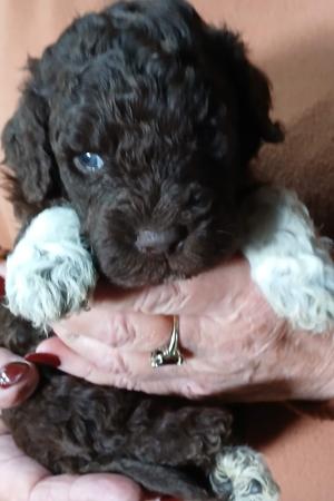 Lagotto Romagnolo puppy for sale by LUVALAGOTTO