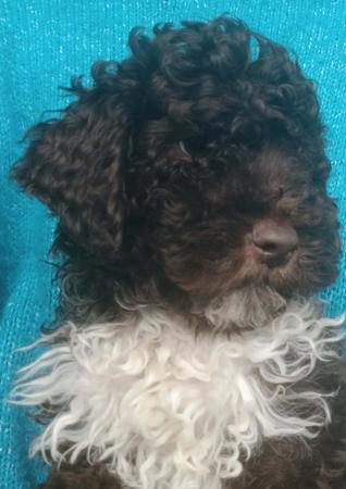Lagotto Romagnolo puppy for sale by LUVALAGOTTO