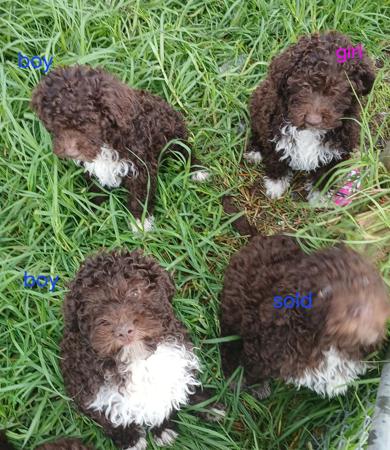 Lagotto Romagnolo puppy for sale by LUVALAGOTTO