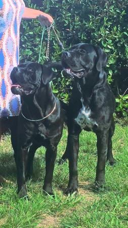 Cane Corso for sale by TRUEDYNASTY