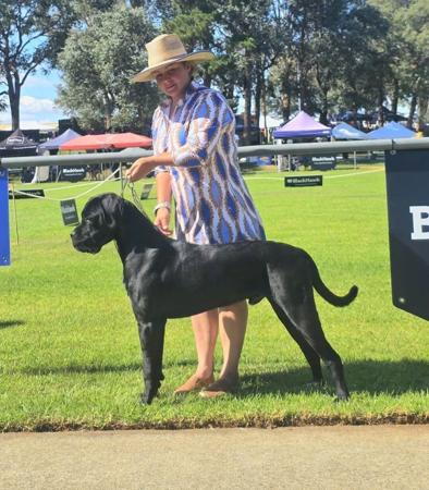 Cane Corso for sale by TRUEDYNASTY