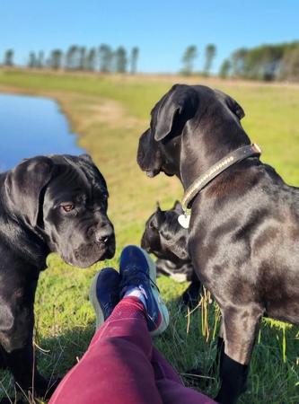 Cane Corso for sale by TRUEDYNASTY