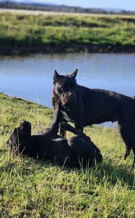 Cane Corso for sale by TRUEDYNASTY