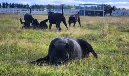 Cane Corso for sale by TRUEDYNASTY
