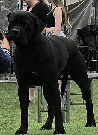 Cane Corso for sale by TRUEDYNASTY