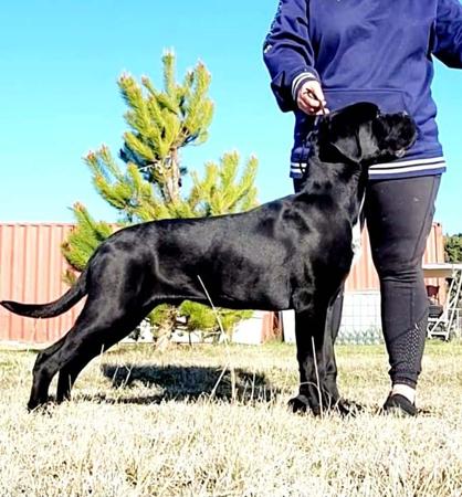 Cane Corso for sale by TRUEDYNASTY