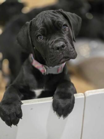 Cane Corso for sale by TRUEDYNASTY