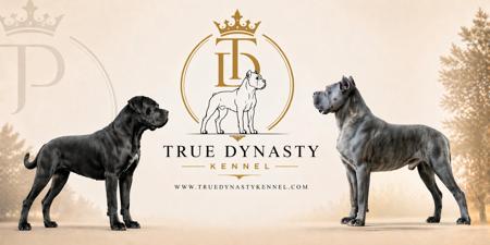 Cane Corso for sale by TRUEDYNASTY