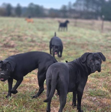 Cane Corso for sale by TRUEDYNASTY