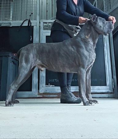 Cane Corso for sale by TRUEDYNASTY
