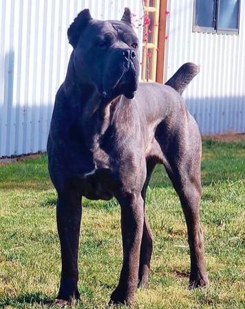Cane Corso for sale by TRUEDYNASTY