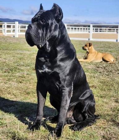 Cane Corso for sale by TRUEDYNASTY