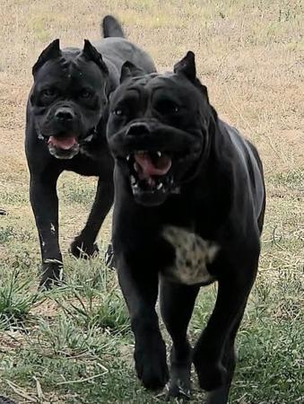 Cane Corso for sale by TRUEDYNASTY