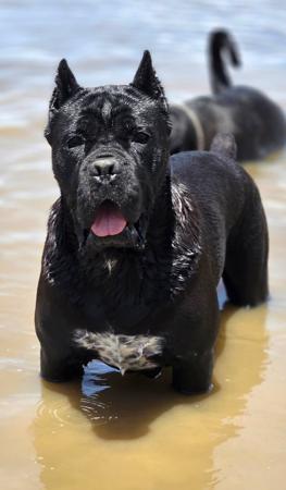 Cane Corso for sale by TRUEDYNASTY