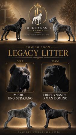 Cane Corso puppy for sale by TRUEDYNASTY