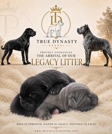Cane Corso puppy for sale by TRUEDYNASTY