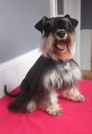 Schnauzer (Miniature) for sale by KLEINERBAER