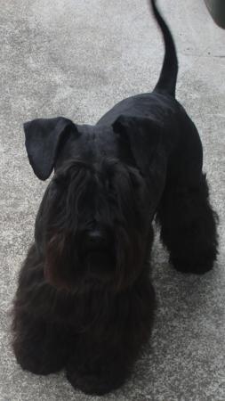 Schnauzer (Miniature) for sale by KLEINERBAER