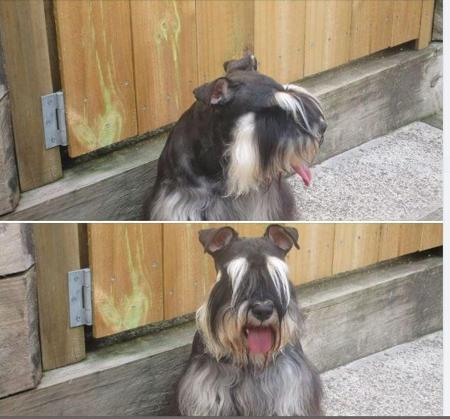 Schnauzer (Miniature) for sale by KLEINERBAER