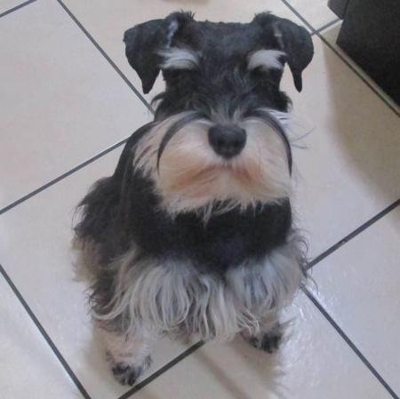 Schnauzer (Miniature) for sale by KLEINERBAER