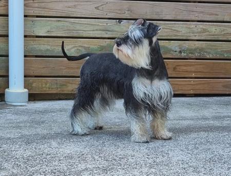 Schnauzer (Miniature) for sale by KLEINERBAER