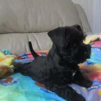 Schnauzer (Miniature) puppy for sale by KLEINERBAER