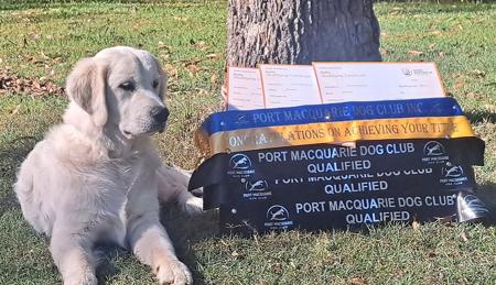 Golden Retriever for sale by MIKULOV