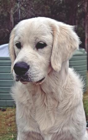 Golden Retriever for sale by MIKULOV