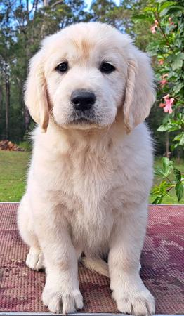 Golden Retriever for sale by MIKULOV