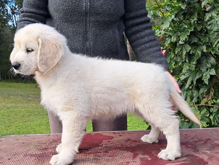 Golden Retriever for sale by MIKULOV