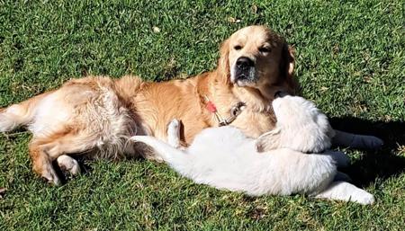 Golden Retriever for sale by MIKULOV