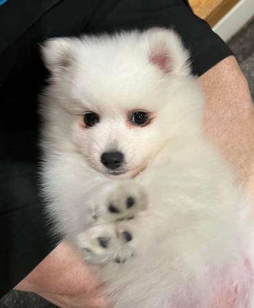 Japanese Spitz puppy for sale by MORSHA