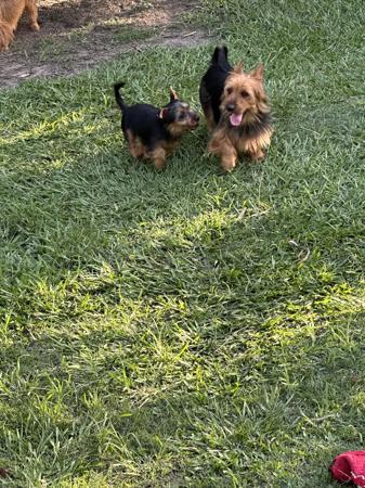 Australian Terrier puppy for sale by CHARLOTTESWEENEY2015