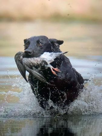 Labrador Retriever for sale by FLYNNMAC