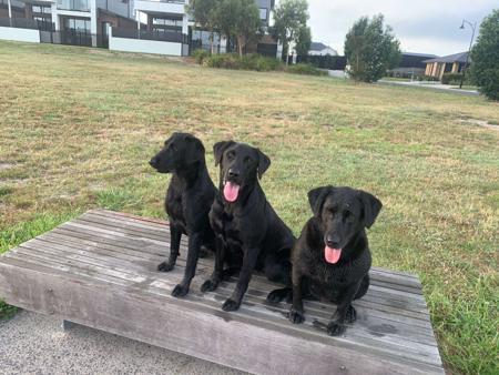 Labrador Retriever for sale by FLYNNMAC