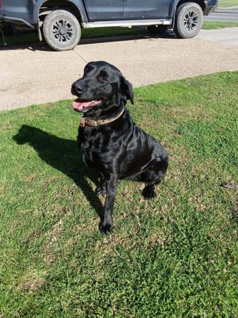 Labrador Retriever for sale by FLYNNMAC