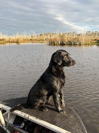 Labrador Retriever for sale by FLYNNMAC