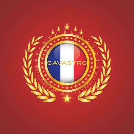 French Bulldog for sale by CAVASTRO