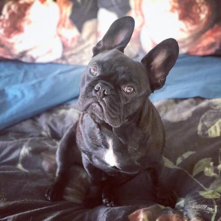 Llachar Duc Du Bois French Bulldog