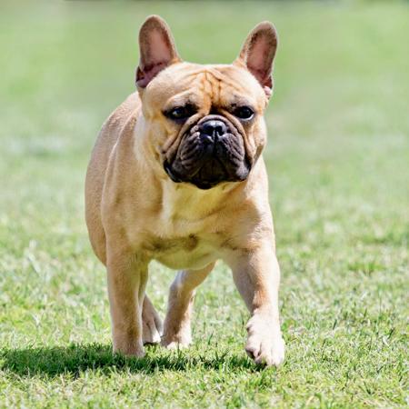 Aust Ch. Neut. Ch. Be-Unyque He Is All That SPRD French Bulldog