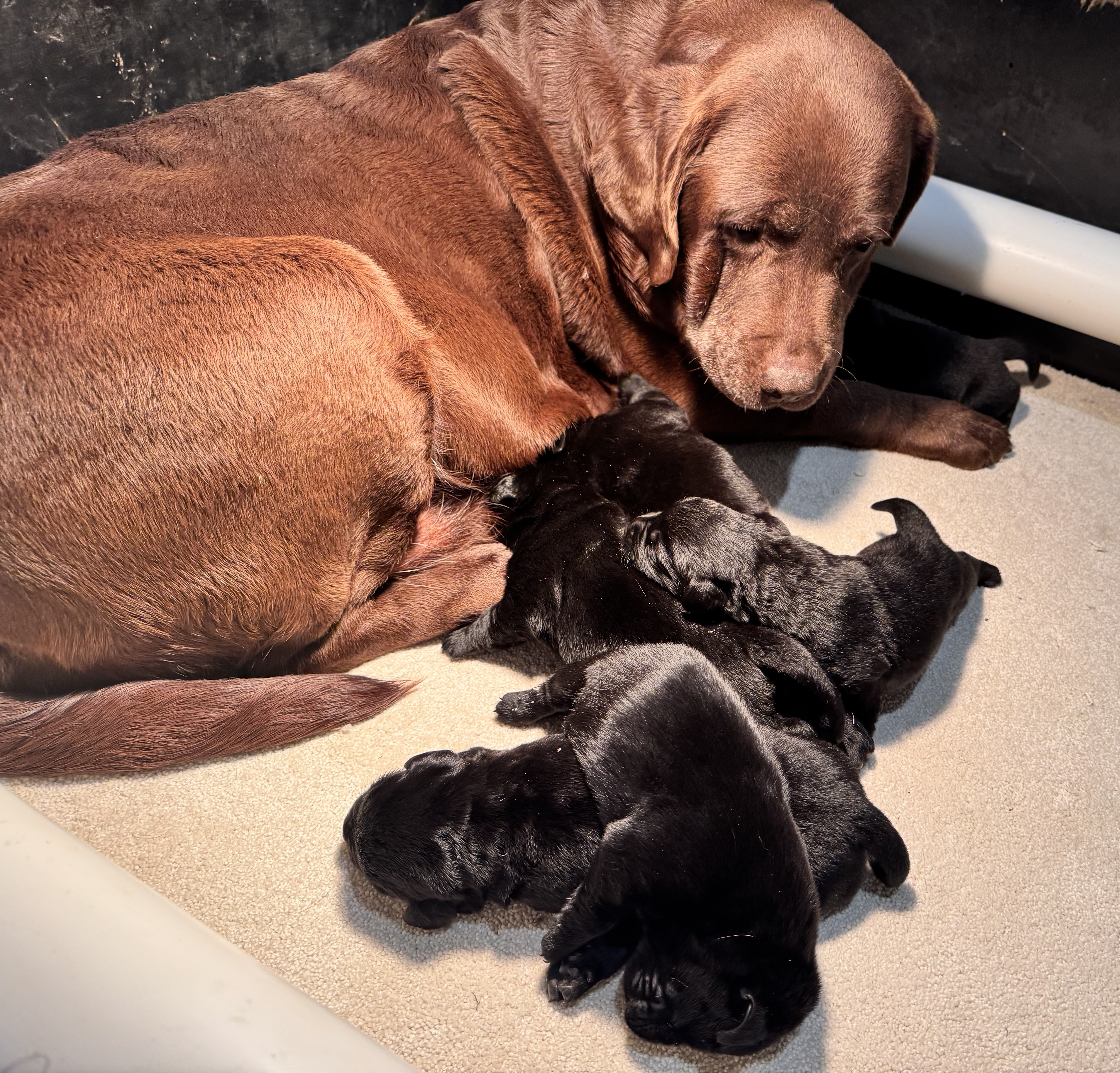 Labrador Retriever puppy for sale by LOYALVALLEY