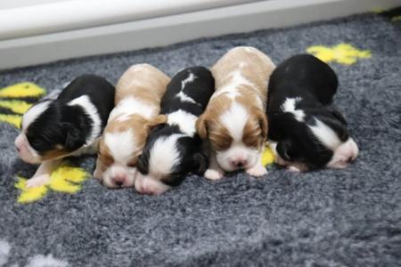 Cavalier King Charles Spaniel puppy for sale by TATABEN
