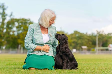 Cocker Spaniel for sale by BRAYROAN