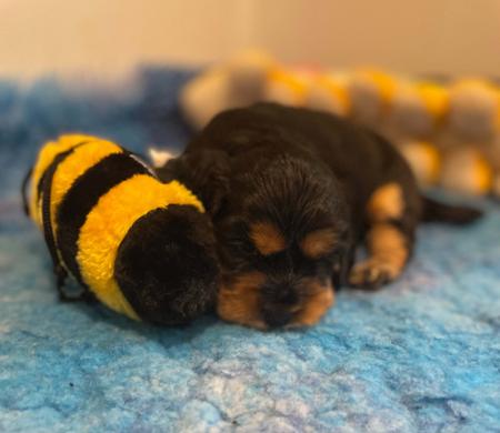 Cocker Spaniel puppy for sale by BRAYROAN