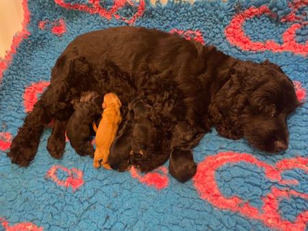 Cocker Spaniel puppy for sale by BRAYROAN