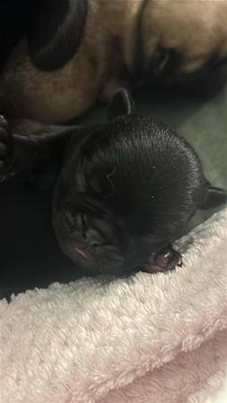 Pug for sale by CHELZCHUGELZ